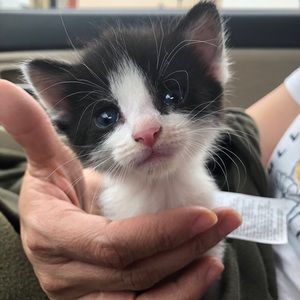 Meet your Posher, Cesar